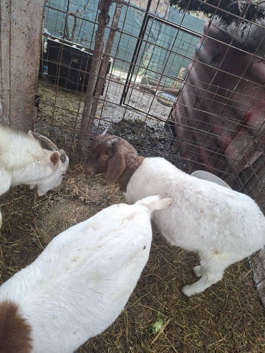 Ieduțe din rasa boer și un țap rasa saanen    1500 toate tre