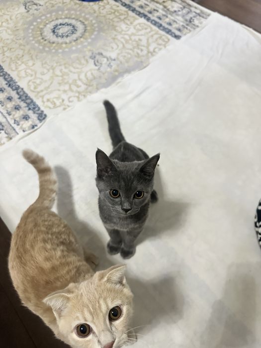 Шотландские кошки