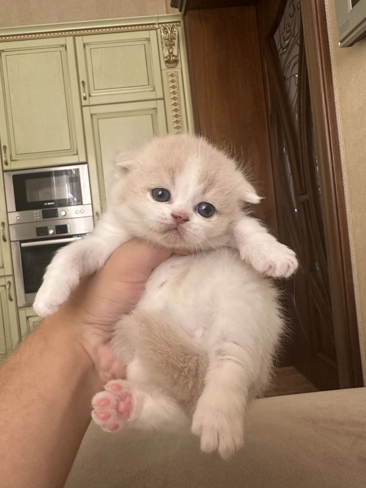 Котенок Скоттиш Фолд кремовый Шиншилла