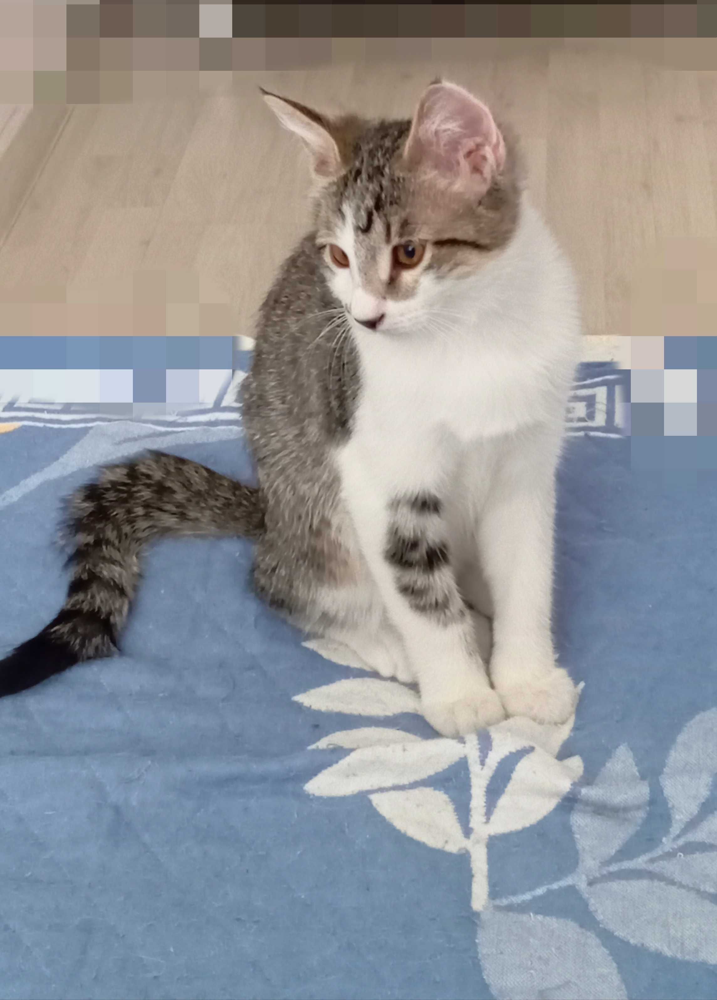 Charismatic Kitten, 3,5 мес., 
активный, игривый, лоток +.
