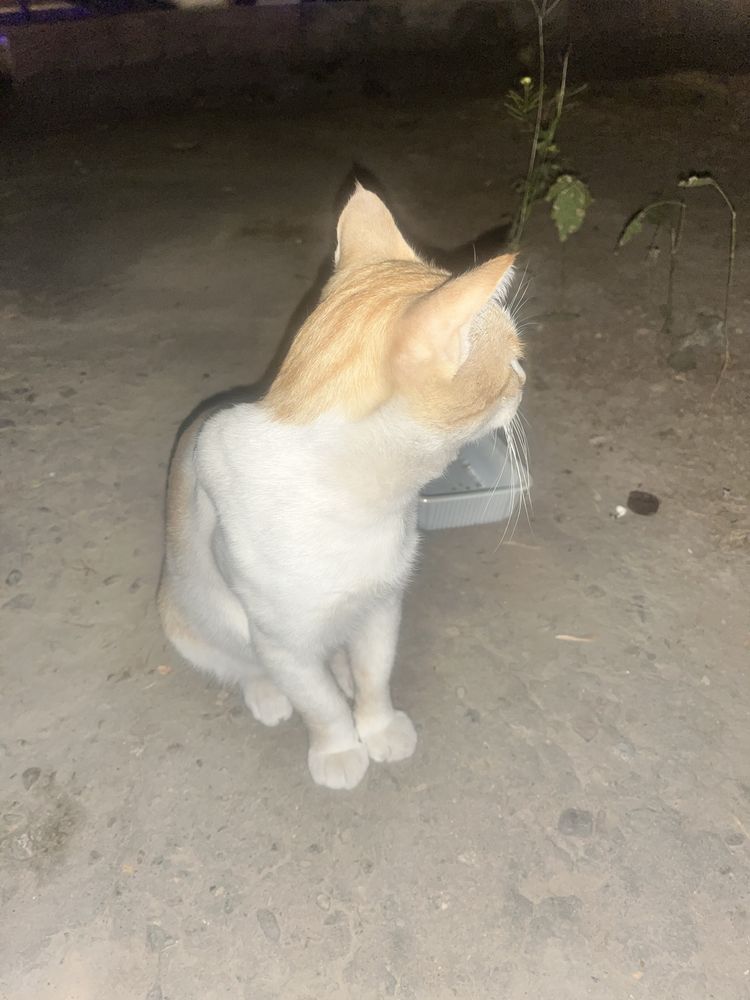 Aqlli yaxshi uy mushugi kimdur ko’chaga chiqarvorgan