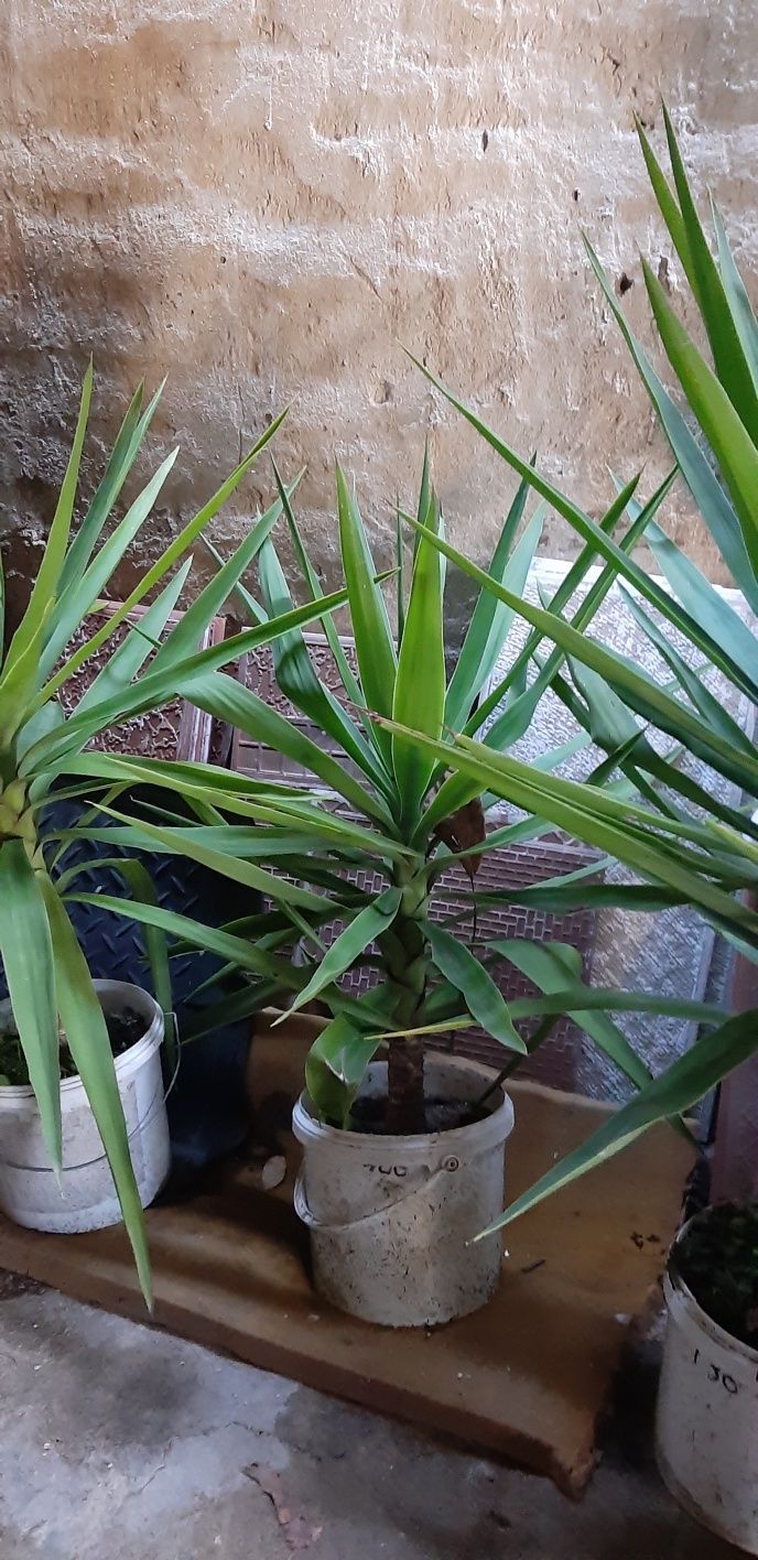 Yucca aclimatizata