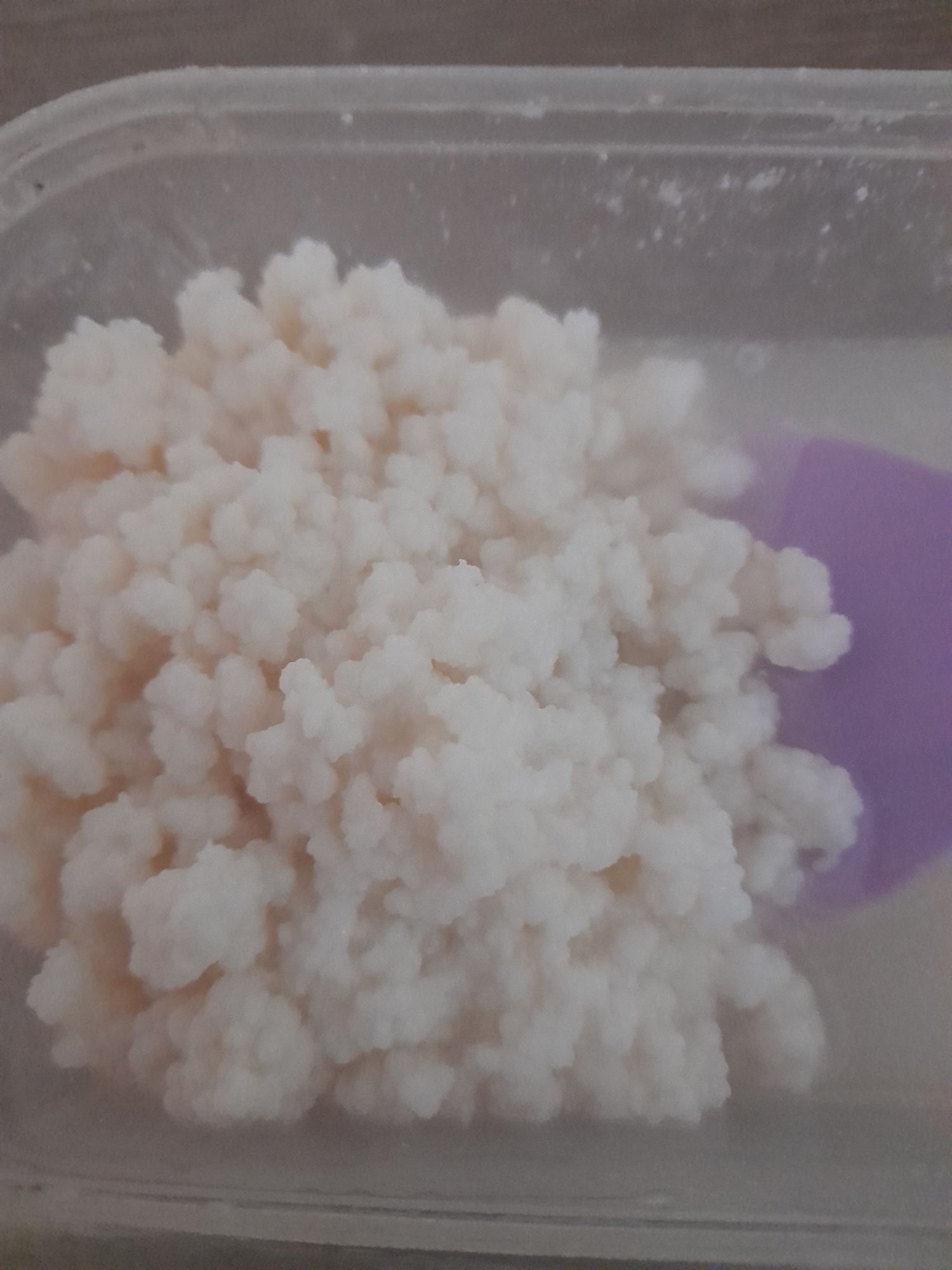 Vând ciupercă Kefir Tibetană