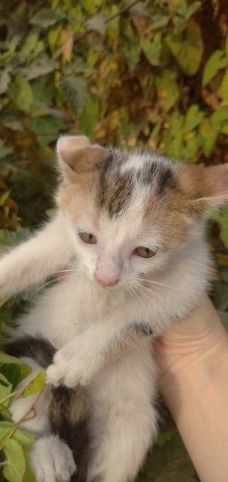 Отдам в хорошие руки трёхцветного котёнка, который приносит счастье!