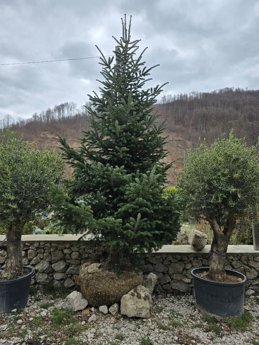 Tuia spirala pon pon