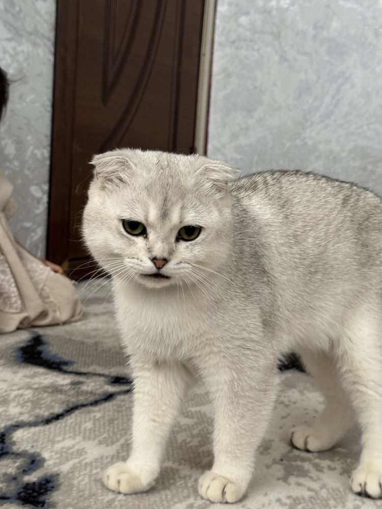 Scottish fold chinchilla mushik sotiladi
