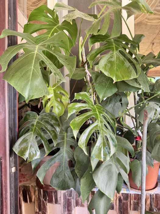 Монстера домашняя