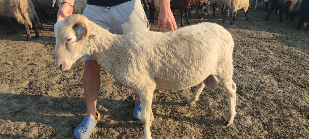 Berbeci de vânzare Iasi