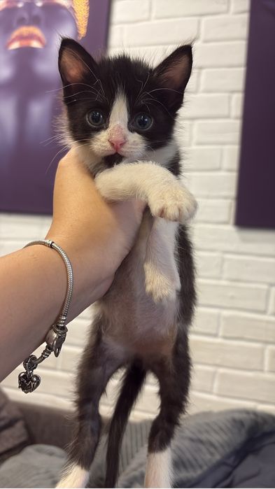 котята в добрые ручки