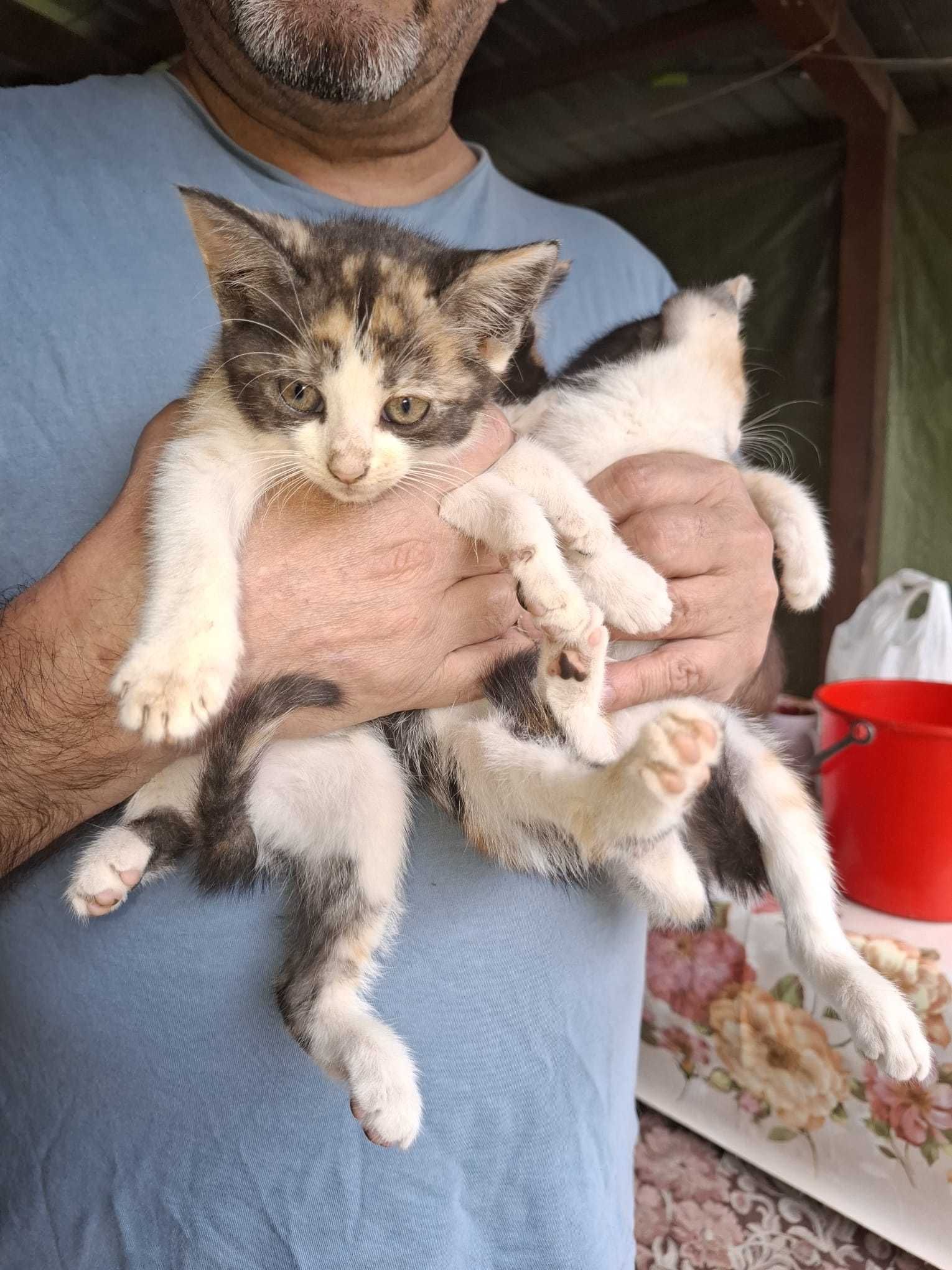 Pisicuti pentru adoptie