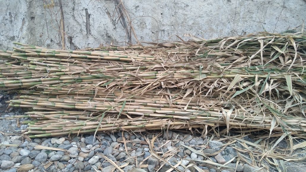 Bambuk sotiladi narxini kelishamiz