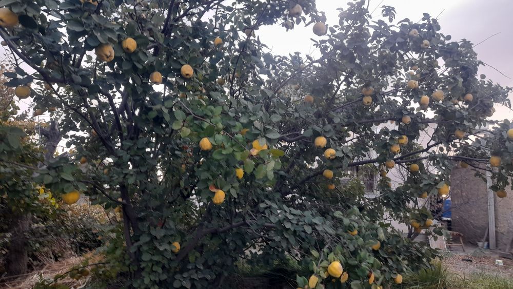 Продаётся айва местная