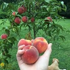 Piersici pitici Triumf