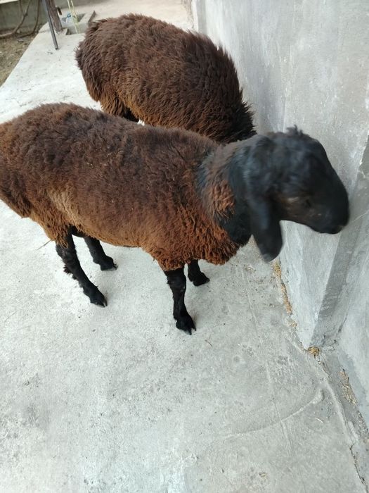 Кучкорла сотилади