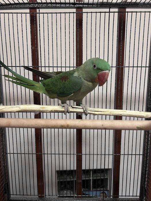 Marele Alecandru Pui