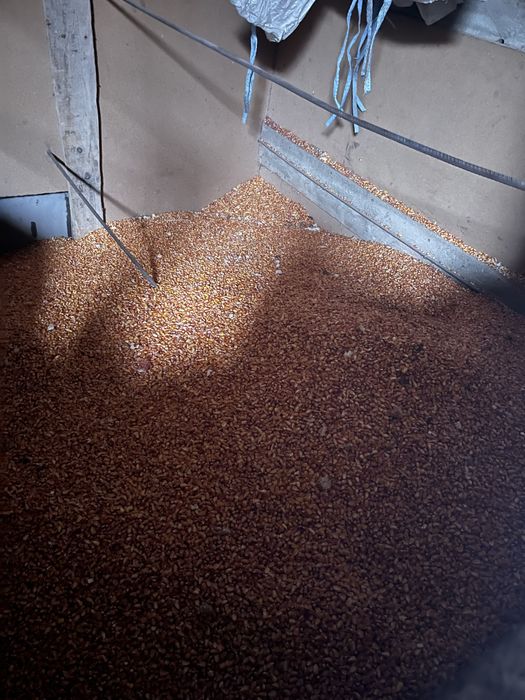 Vand porumb boabe 2025