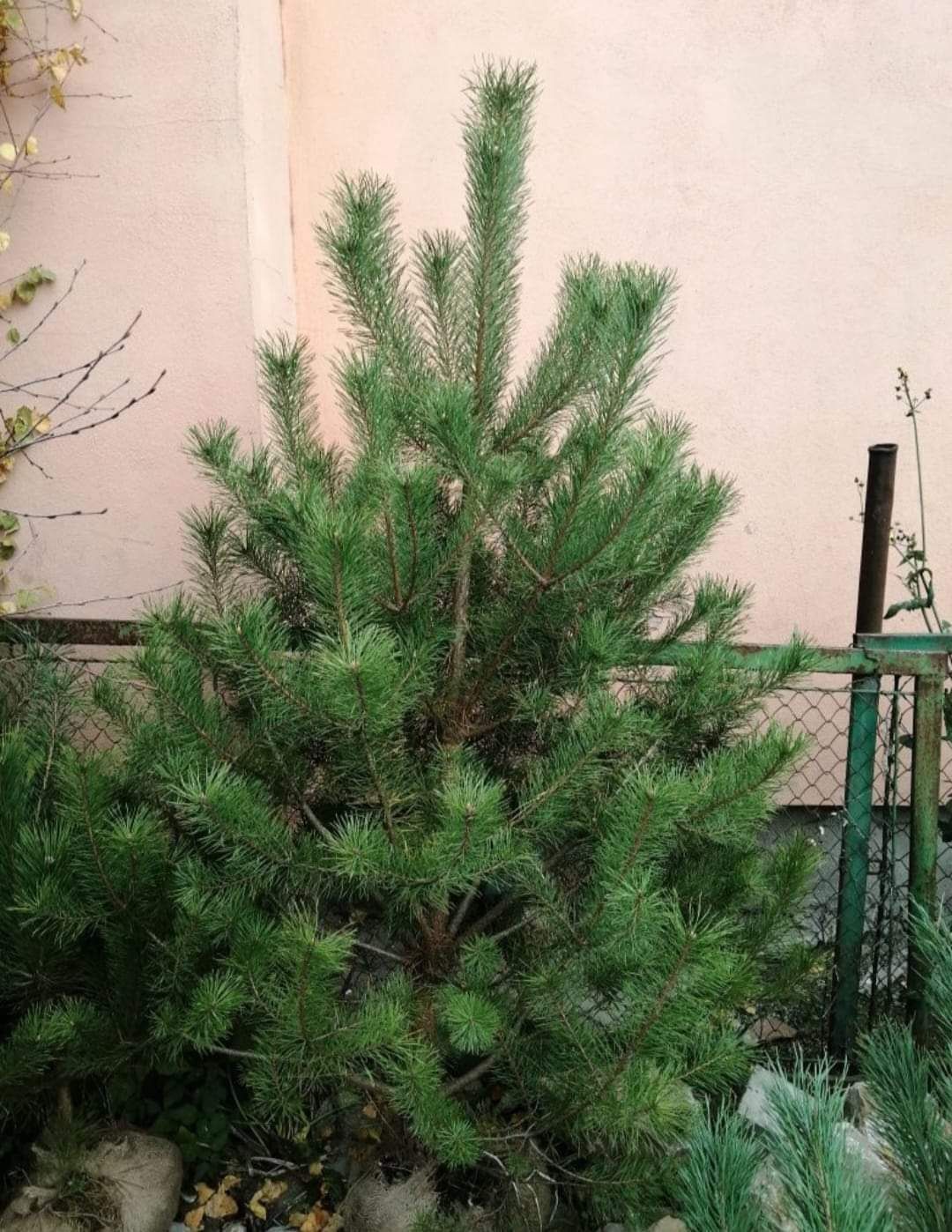 Plante ornamentale de la A la Z ne ocupam și cu amenajarea grădinilor