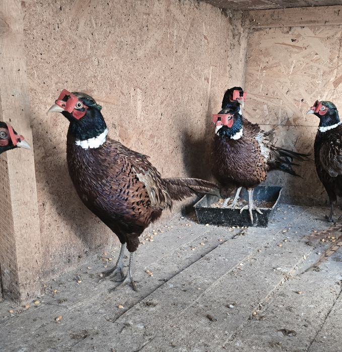 Fazani comun, de frumusete ori de carne