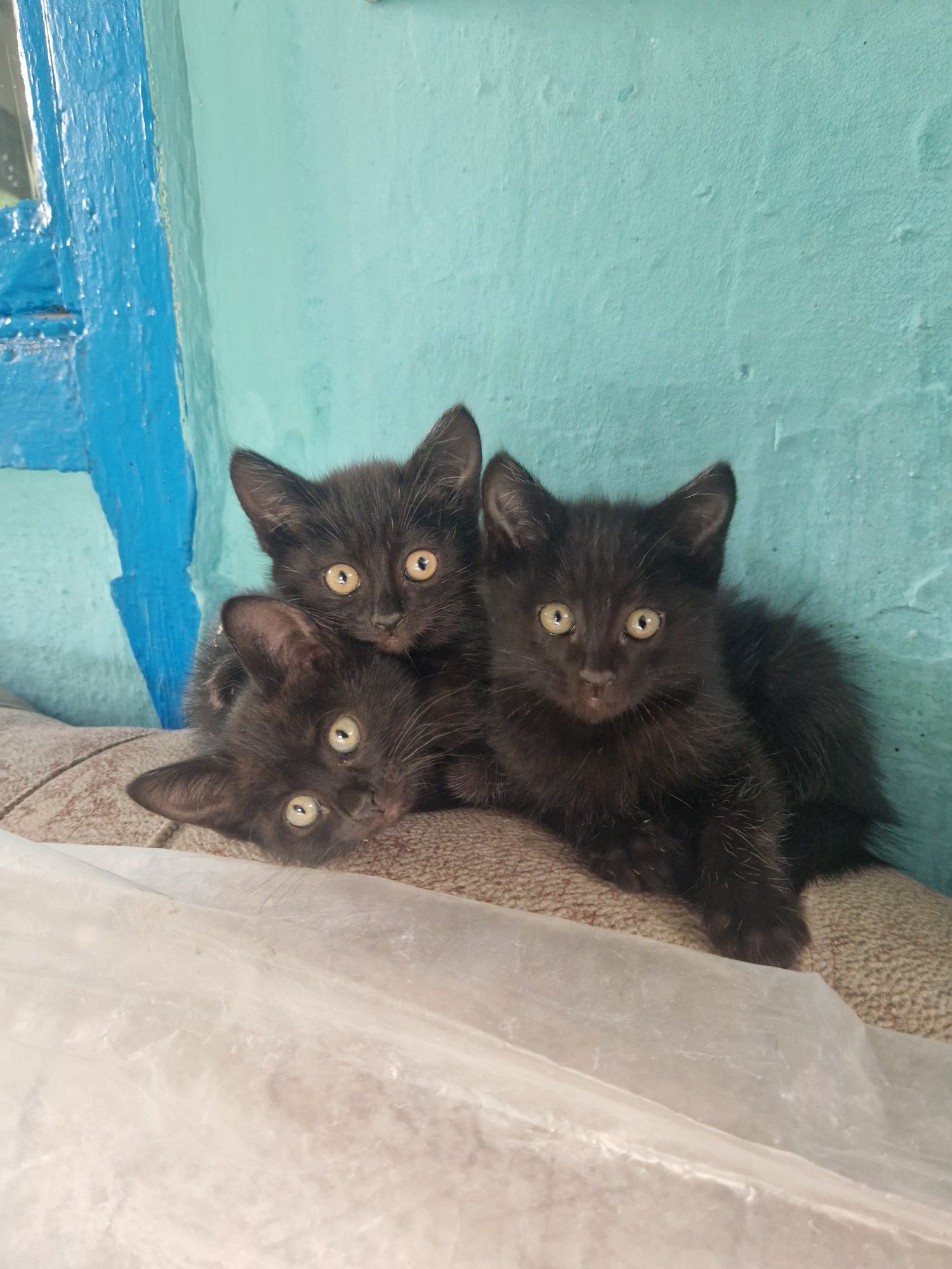 Отдам котят (2 мальчика 1 девочка)