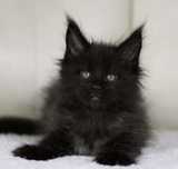 Maine Coon frumos