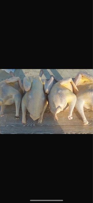 Мясо индюков на заказ