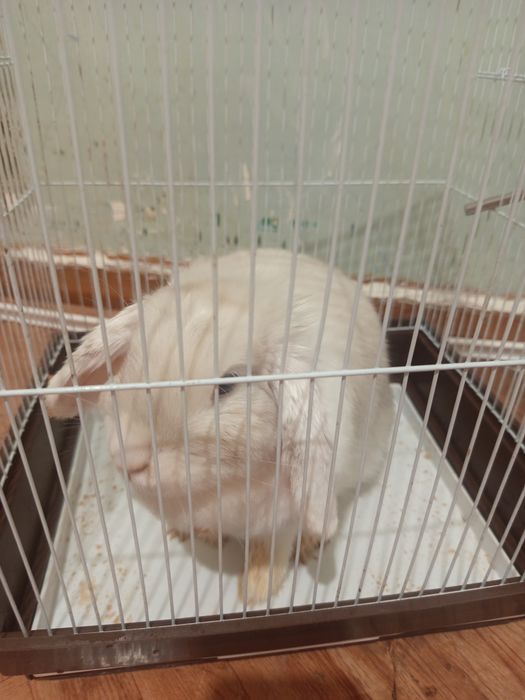 Отдам декоративного кролика вместе с клеткой