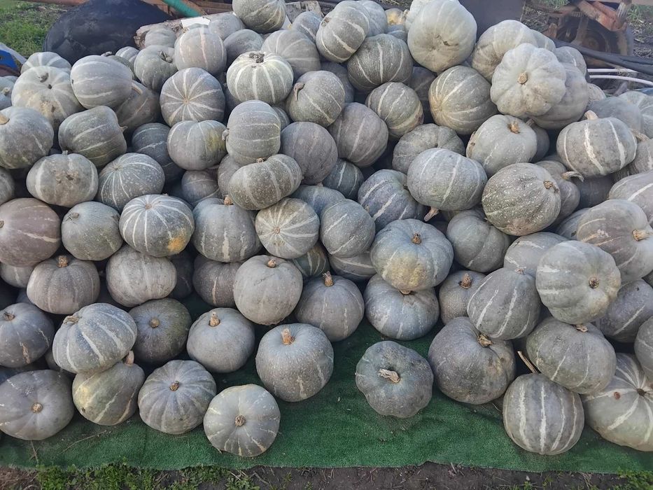 Тиква сива-пловдивска 0,50лв.