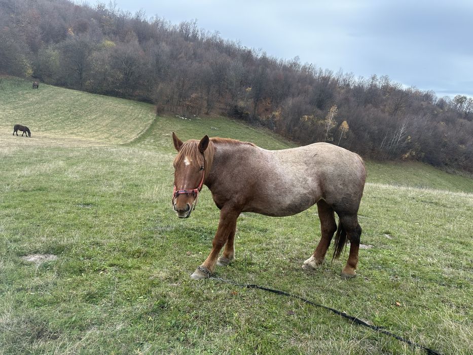 Vand iapa de 4 ani cu manz de 7 luni