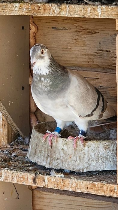 Vând porumbeii voiajori culori rare