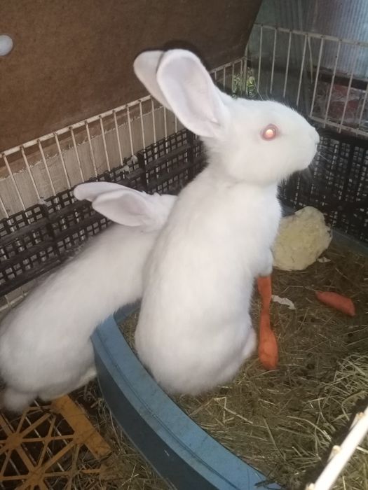 Puii iepurași în virsta de 2 luni din rasele UG și berbec german