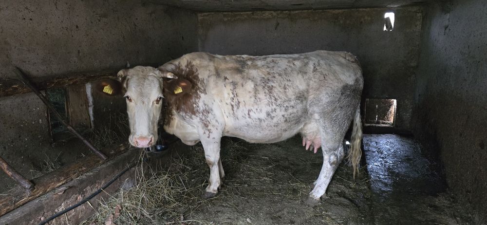 Vacă de vânzare pentru ținut