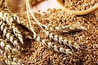 Пшеница сорта “Старт”