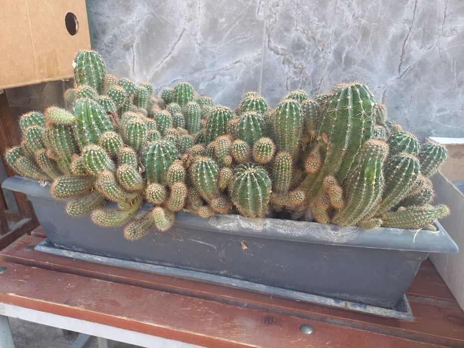 Кактусы цветущие