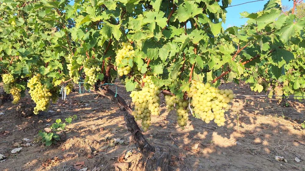 Vanzare struguri de masă/vin