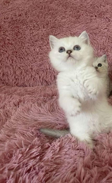 Британска късокосместа