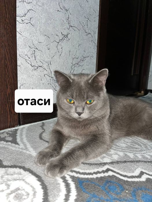 Зоти тоза мушуклар сотувда