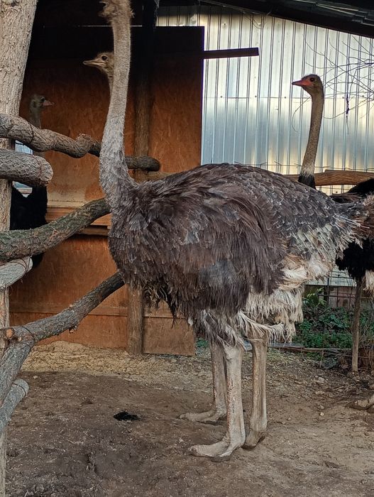 Struți și pui de vânzare