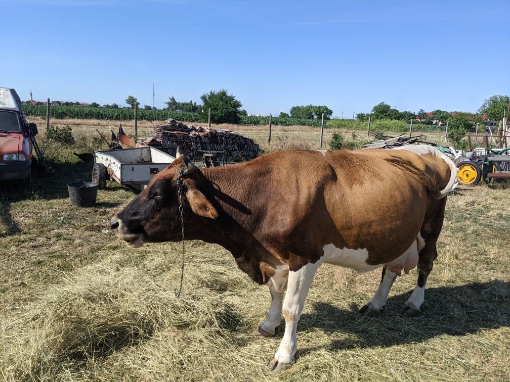 Vând vacă bălțată românească 7 ani gestantă