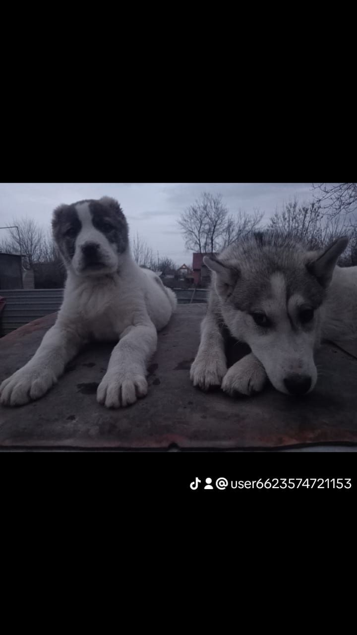 Щенята Среднеазиатской Овчарки