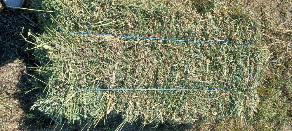 VÂND BALOTI de Lucernă!!