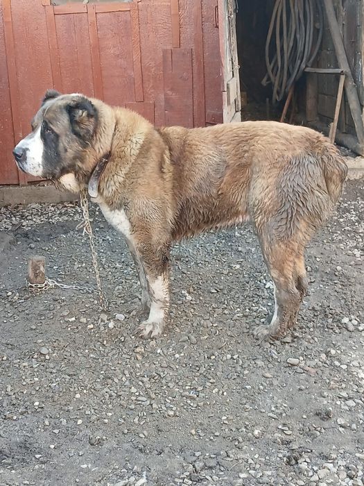 Vând mascul Asia Centrală