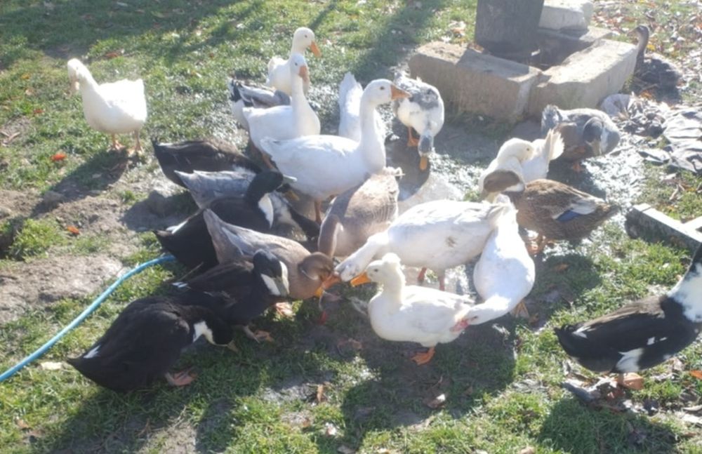 Vand Rațe și Gâște