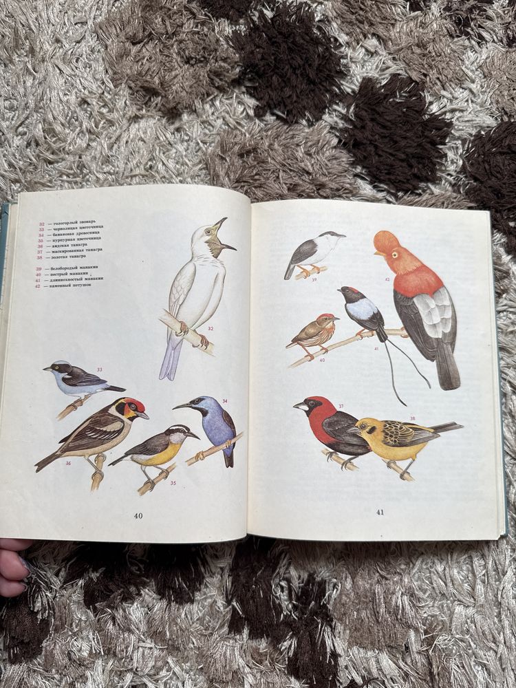 Птицы разных материков книга