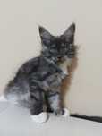 Pisici maine coon