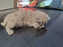 British shorthair blue