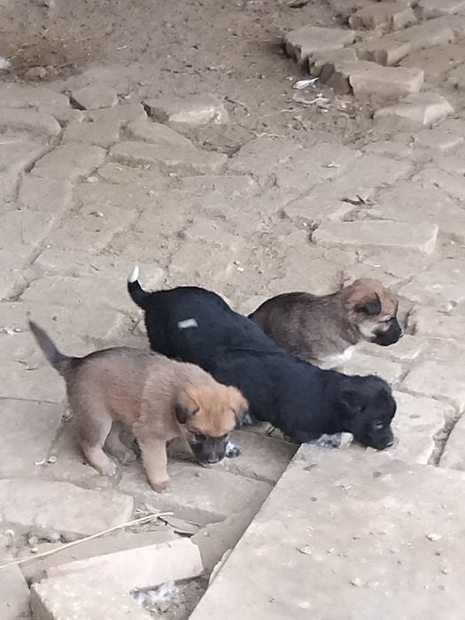 Щенки бесплатные