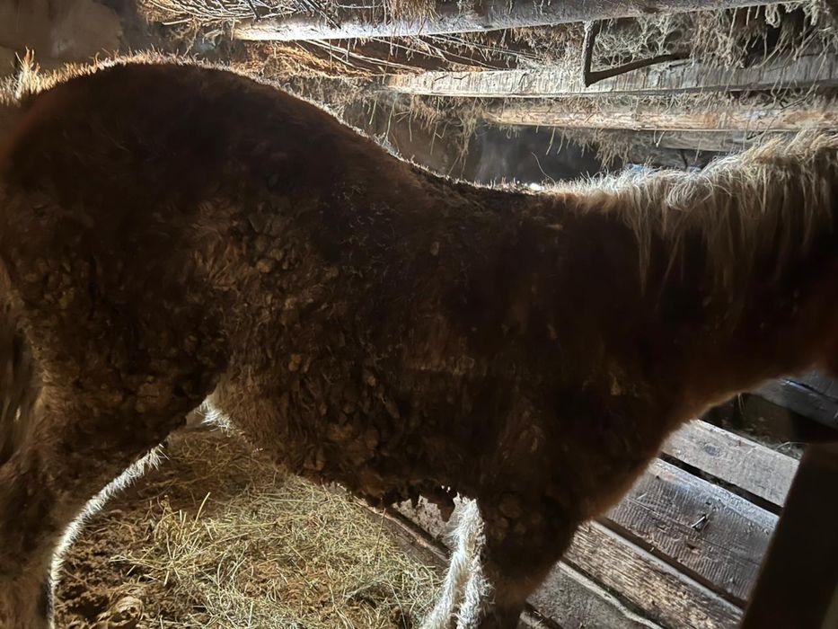 Тай сатылады