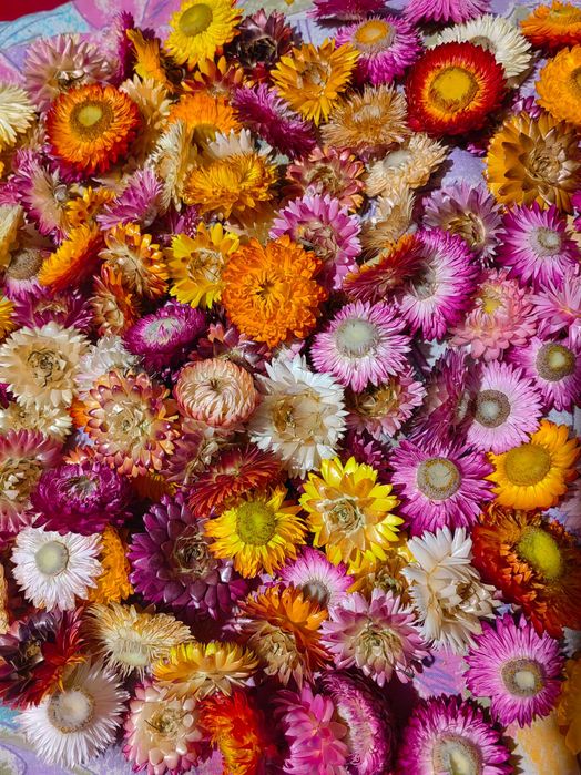 Imortele flori nemuritoare