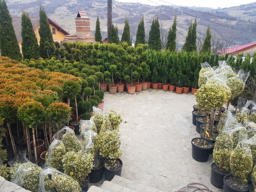 Tuia ornamentală si alte specii
