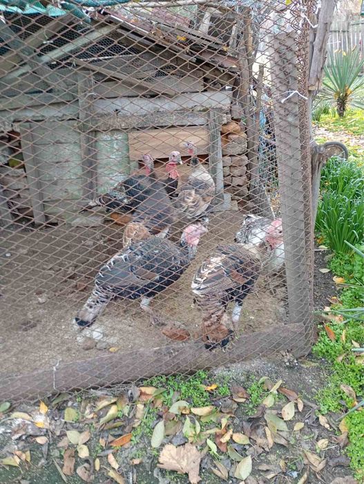 Продавам  домашни пуйки